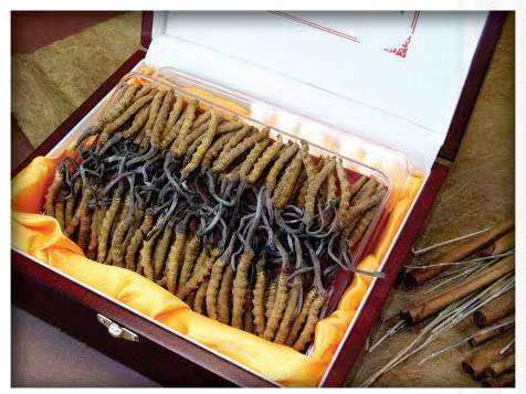 开原冬虫夏草回收